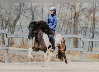 Icelandic Horse, Stallion, 7 years, 14.2 hh, Pinto