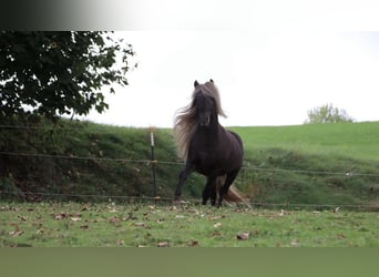 Icelandic Horse, Stallion, 7 years, Grullo