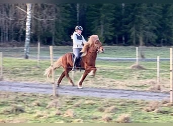 Icelandic Horse, Stallion, 8 years, 13.3 hh, Sorrel