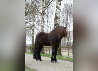Icelandic Horse, Stallion, 8 years, 14.1 hh, Black