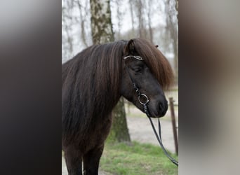 Icelandic Horse, Stallion, 8 years, 14.1 hh, Black