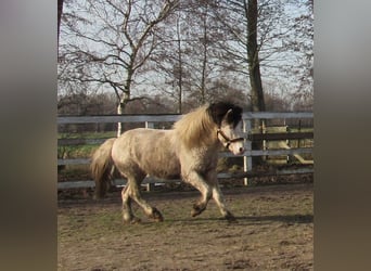 Icelandic Horse, Stallion, 8 years, Pinto