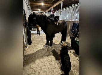 Icelandic Horse, Stallion, 9 years, 13.2 hh, Black