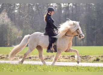 Icelandic Horse, Stallion, 9 years, 13.3 hh, Palomino