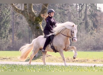 Icelandic Horse, Stallion, 9 years, 13.3 hh, Palomino