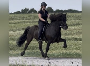 Icelandic Horse, Stallion, 9 years, 14.2 hh, Black