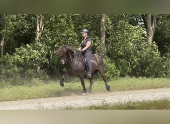 Icelandic Horse, Stallion, 9 years, 14.2 hh, Black