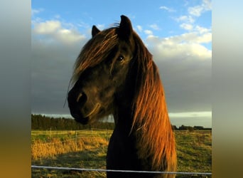 Icelandic Horse, Stallion, 9 years, Black