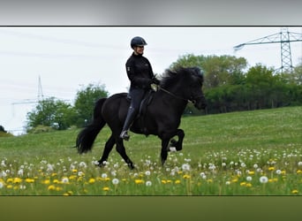 Icelandic Horse, Stallion, 23 years, 14,1 hh, Black