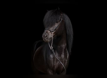 Icelandic Horse, Stallion, 23 years, 14,1 hh, Black