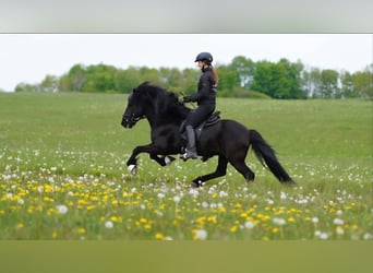 Icelandic Horse, Stallion, 23 years, 14,1 hh, Black