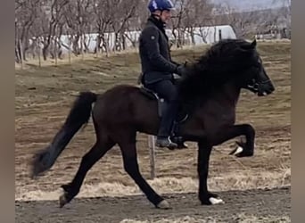Icelandic Horse, Stallion, 8 years, 14.2 hh, Black
