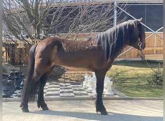 Icelandic Horse, Stallion, 8 years, 14.2 hh, Black