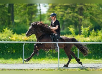Icelandic Horse, Stallion, 10 years, 14.2 hh, Black