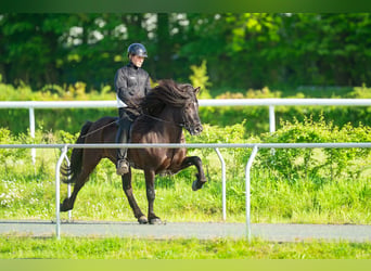 Icelandic Horse, Stallion, 10 years, 14.2 hh, Black
