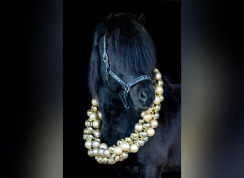 Icelandic Horse, Stallion, 13 years, 14,3 hh, Black