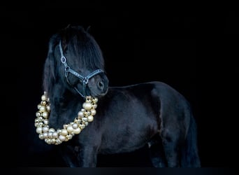 Icelandic Horse, Stallion, 13 years, 14,3 hh, Black