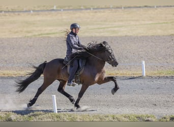 Icelandic Horse, Stallion, 7 years, 14 hh, Black