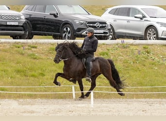 Icelandic Horse, Stallion, 7 years, 14 hh, Black