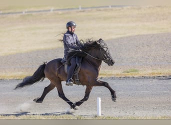 Icelandic Horse, Stallion, 7 years, 14 hh, Black