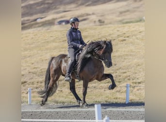 Icelandic Horse, Stallion, 7 years, 14 hh, Black