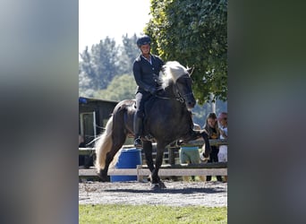 Icelandic Horse, Stallion, 16 years, 14,1 hh