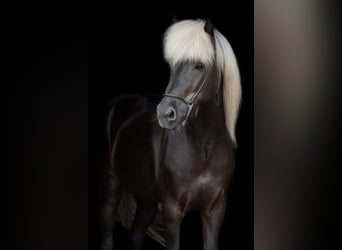 Icelandic Horse, Stallion, 14 years, 14.1 hh
