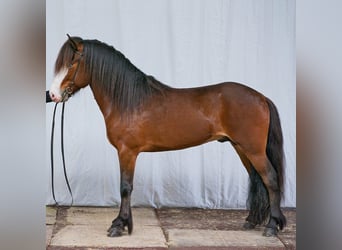 Icelandic Horse, Stallion, 7 years, 14 hh, Brown