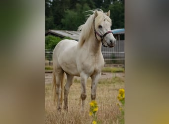 Icelandic Horse, Stallion, 4 years, 13.2 hh, Can be white