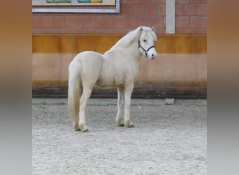 Icelandic Horse, Stallion, 3 years, 14.1 hh, Cremello