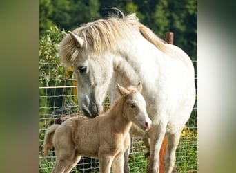 Icelandic Horse, Stallion, 3 years, 14.1 hh, Cremello