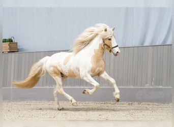 Icelandic Horse, Stallion, 4 years, 14.3 hh, Dun