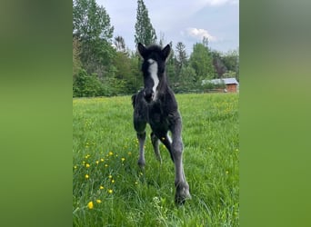 Icelandic Horse, Stallion, Foal (05/2023), 13.2 hh, Black