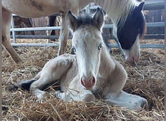 Icelandic Horse, Stallion, , 13.2 hh, Buckskin
