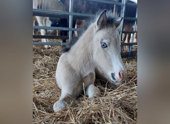 Icelandic Horse, Stallion, , 13.2 hh, Buckskin