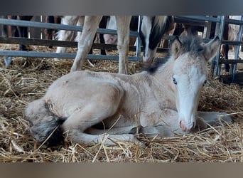 Icelandic Horse, Stallion, , 13.2 hh, Buckskin