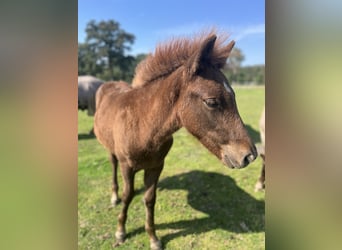 Icelandic Horse, Stallion, Foal (04/2024), 13,2 hh, Chestnut