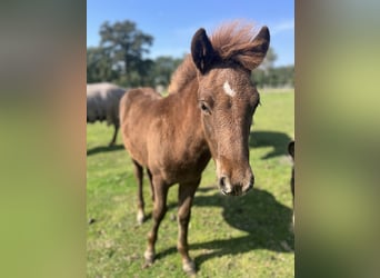 Icelandic Horse, Stallion, Foal (04/2024), 13,2 hh, Chestnut