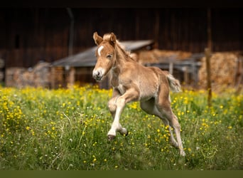 Icelandic Horse, Stallion, Foal (04/2024), 13.2 hh, Chestnut-Red