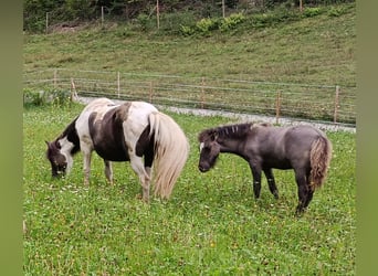 Icelandic Horse, Stallion, Foal (04/2026), 13.2 hh, Grullo