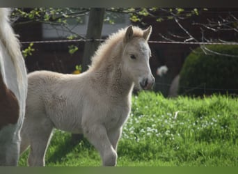 Icelandic Horse, Stallion, Foal (03/2024), 13.2 hh, Palomino