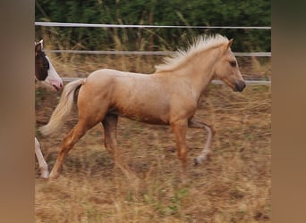 Icelandic Horse, Stallion, Foal (04/2026), 13.2 hh, Palomino