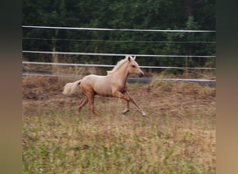 Icelandic Horse, Stallion, Foal (04/2026), 13.2 hh, Palomino