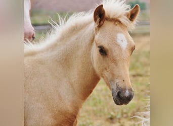Icelandic Horse, Stallion, Foal (04/2026), 13.2 hh, Palomino