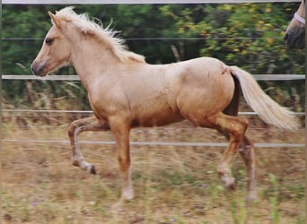 Icelandic Horse, Stallion, Foal (04/2026), 13.2 hh, Palomino