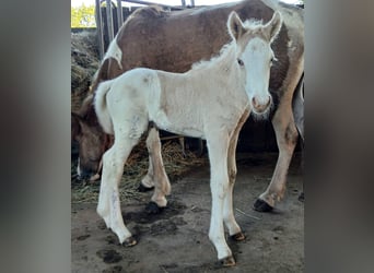 Icelandic Horse, Stallion, Foal (05/2026), 13.2 hh, White