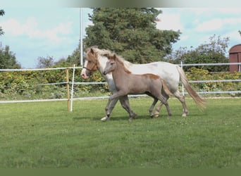 Icelandic Horse, Stallion, Foal (06/2023), 13.3 hh, Gray-Red-Tan