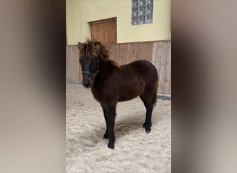 Icelandic Horse, Stallion, Foal (07/2023), 13.3 hh, Smoky-Black