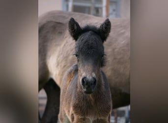 Icelandic Horse, Stallion, Foal (03/2026), 13,1 hh, Brown