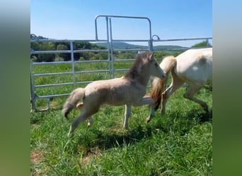 Icelandic Horse, Stallion, , 13,2 hh, Buckskin